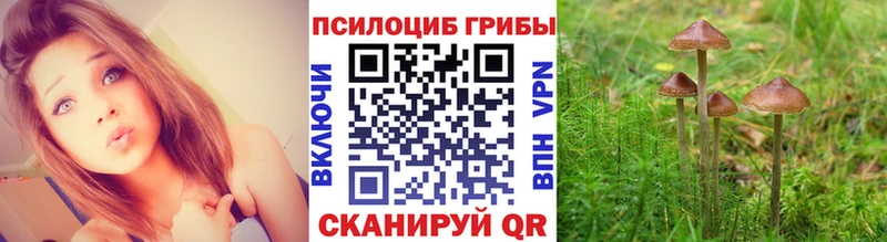 Галлюциногенные грибы Psilocybe купить наркотики цена Беломорск